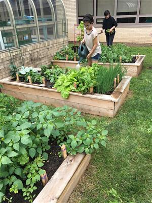 Garden Club Vegetable Bed 3 